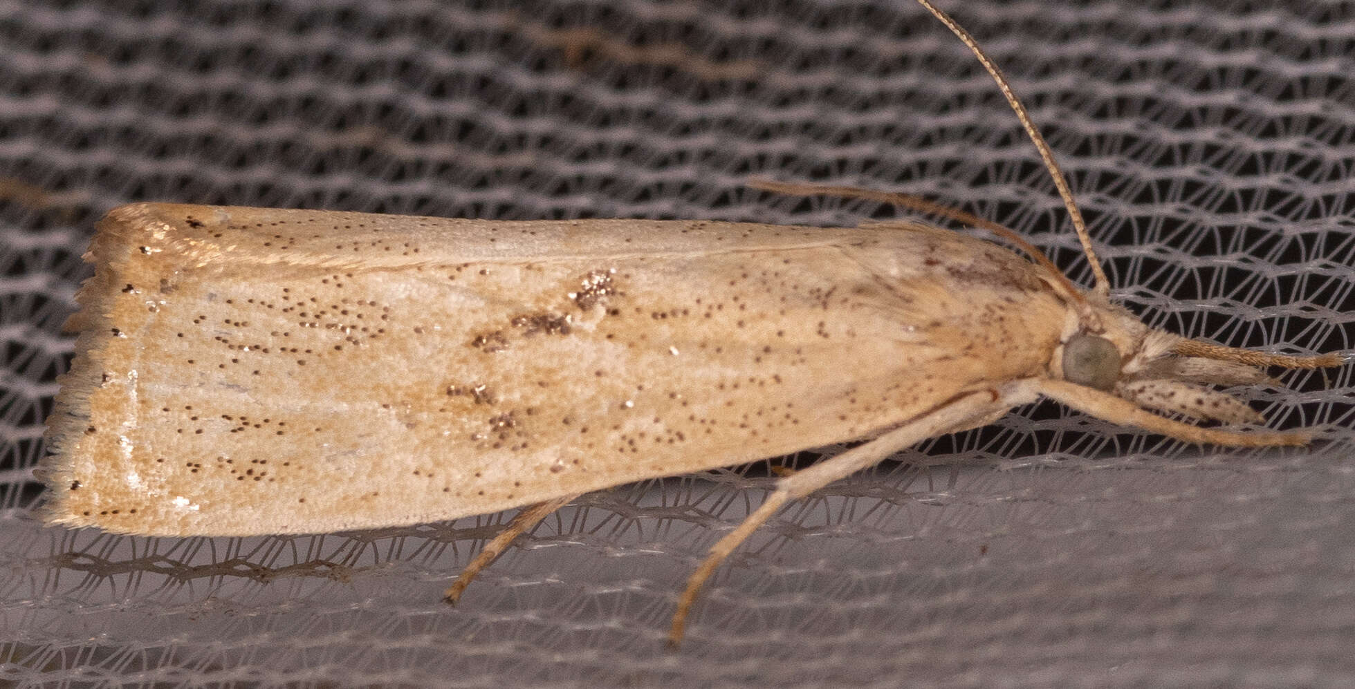 Image of Rice Stalk Borer Moth