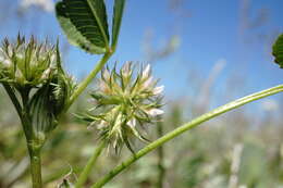 Image of teasel clover