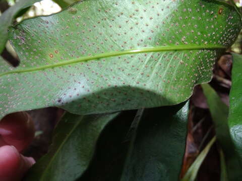 Image of Tailed Strap Fern