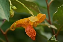 Image of Spotted Jewelweed