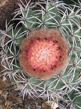 Image of Melocactus zehntneri (Britton & Rose) Leutzelb.