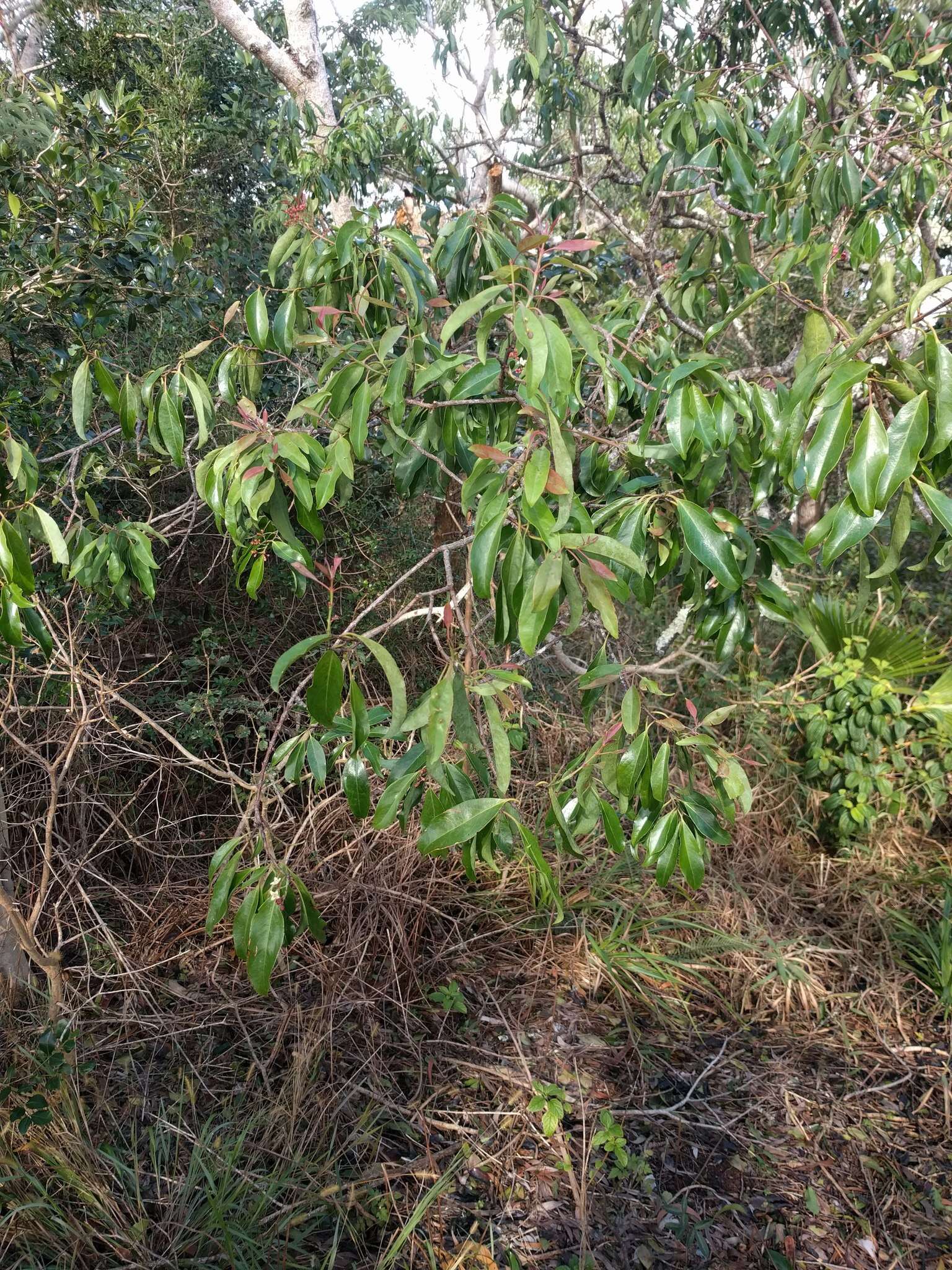 Image of Lanai Sandalwood