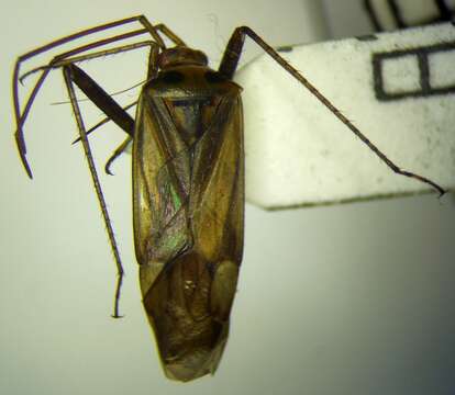 Image of Adelphocoris ticinensis (Meyer-Dur 1843)