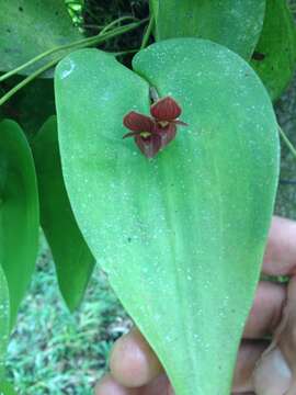 Imagem de Pleurothallis cardiothallis Rchb. fil.