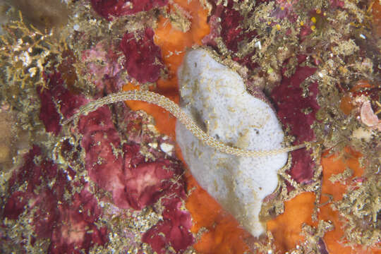 Image of Ocellated pipefish