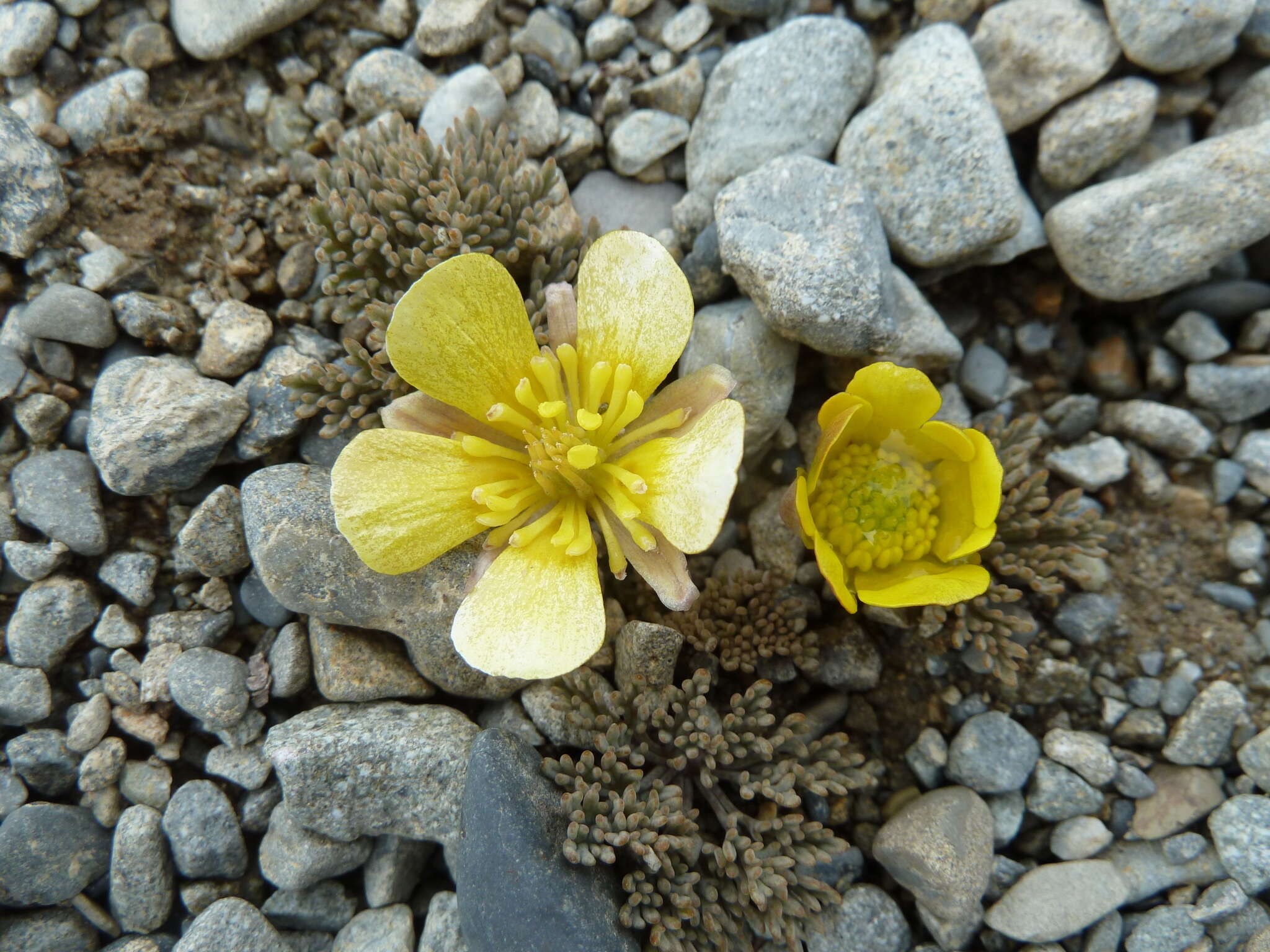 Image de Ranunculus crithmifolius Hook. fil.