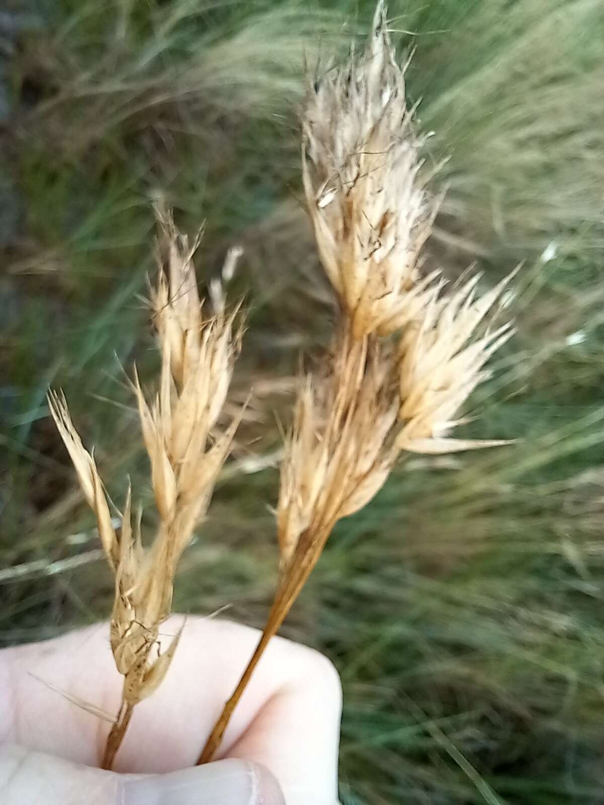 Image of Rytidosperma duttonianum (Cashmore) Connor & Edgar