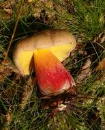 Image of Scarlet-stemmed Bolete