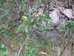 Image of Wooton's hawthorn