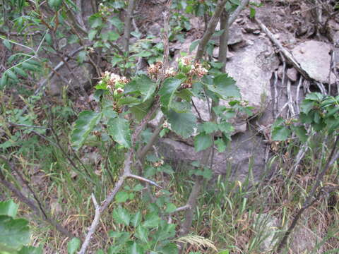 Imagem de Crataegus wootoniana Eggleston