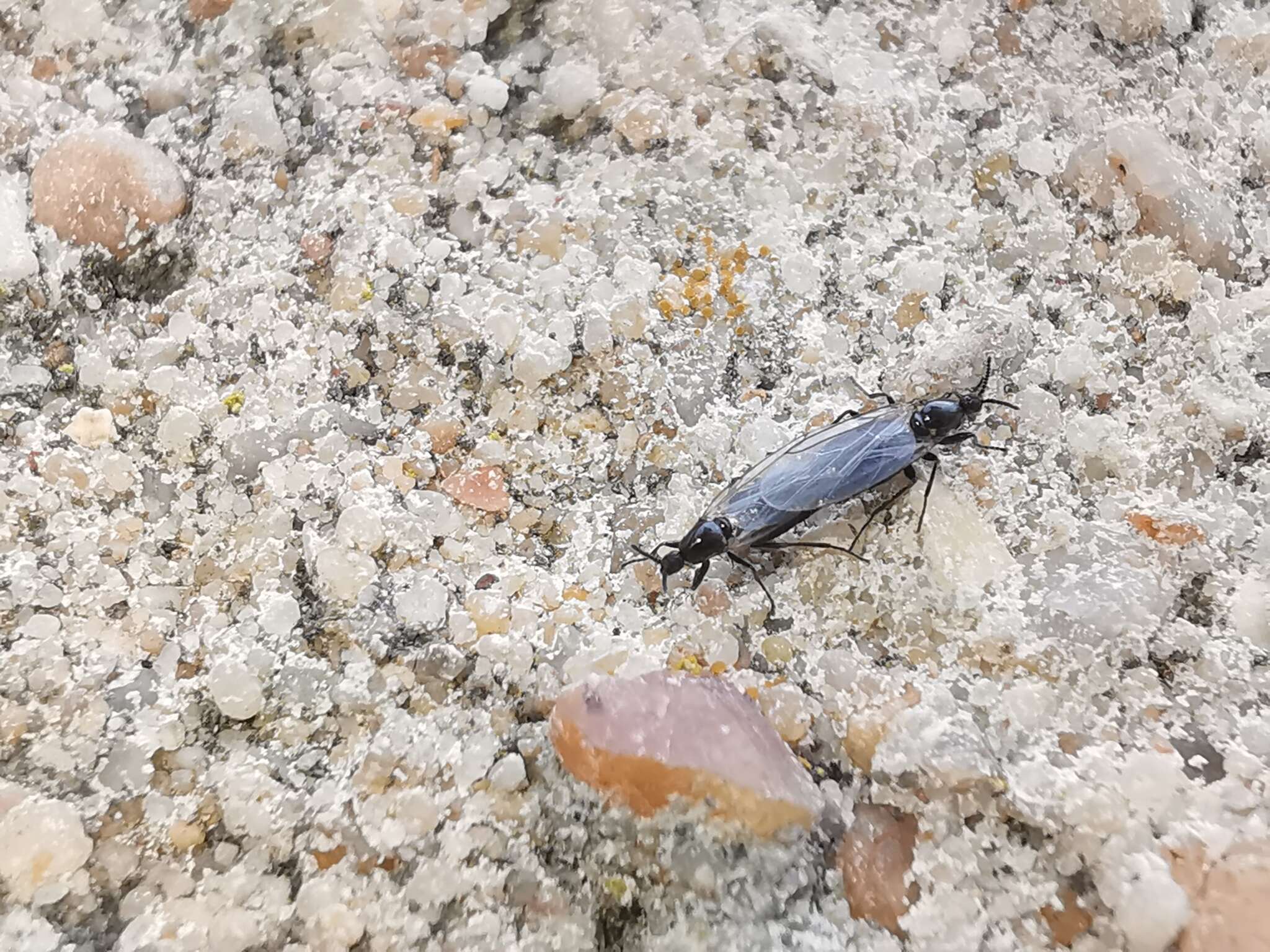 Image of Minute black scavenger fly