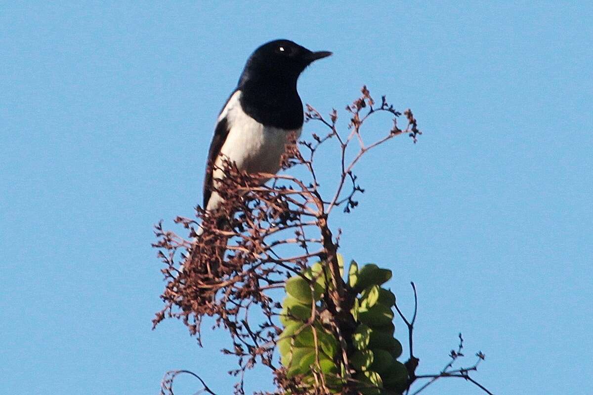 Image of Madagascan Magpie-Robin