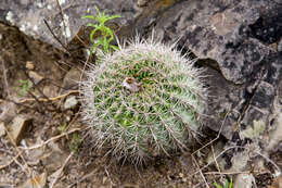 Echinopsis mamillosa Gürke resmi