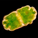 Image of <i>Euastrum crassum</i>