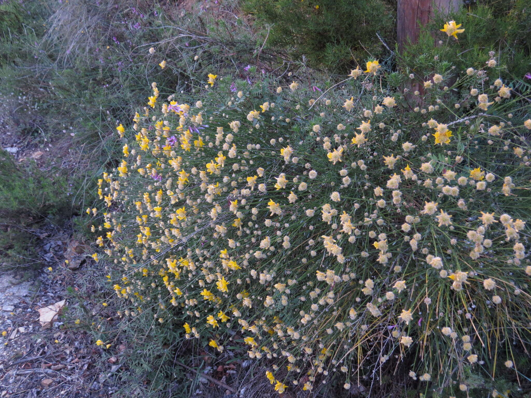 Image of Genista umbellata (L'Her.) Poir.