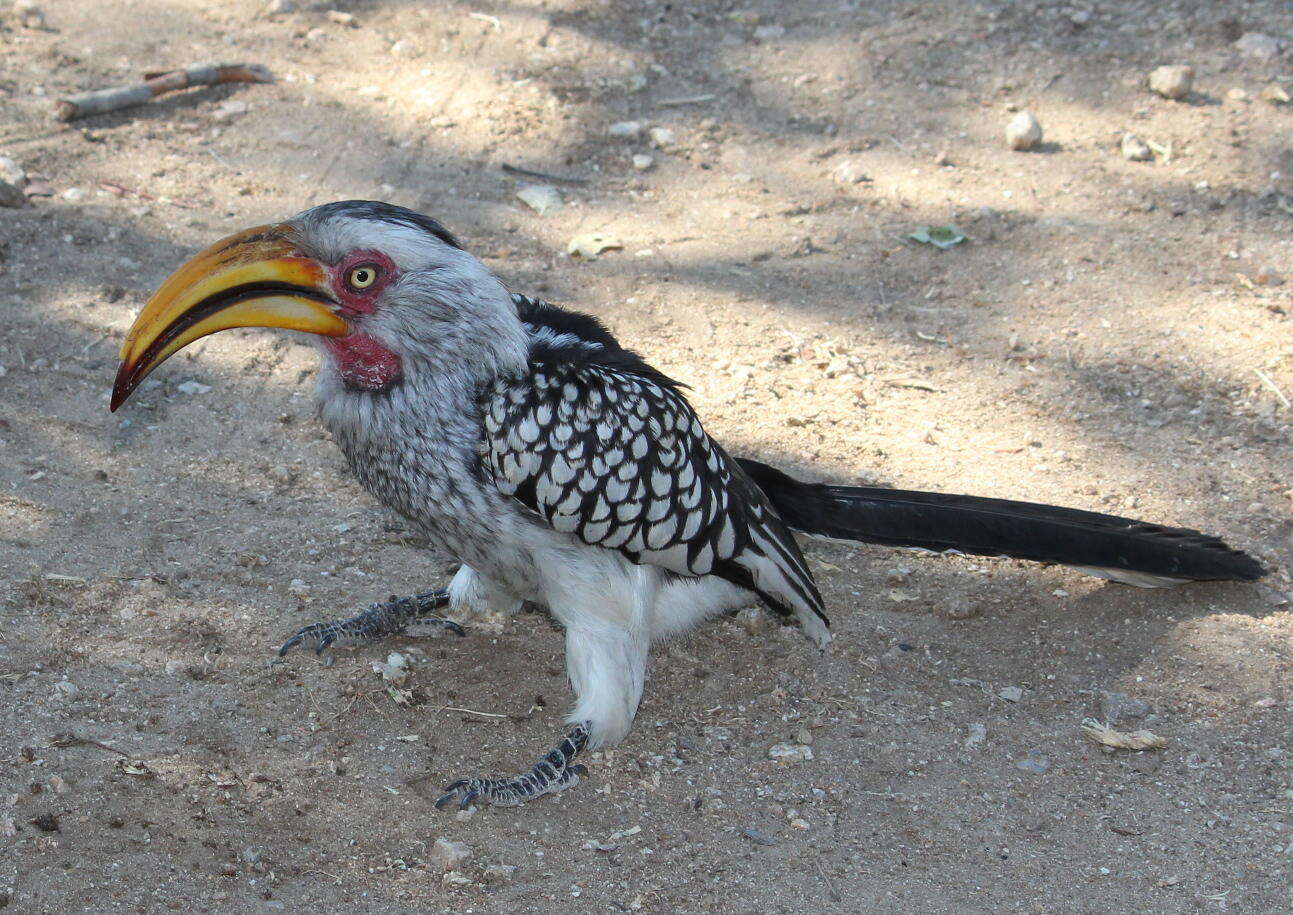 Image of Southern Yellow-billed Hornbill