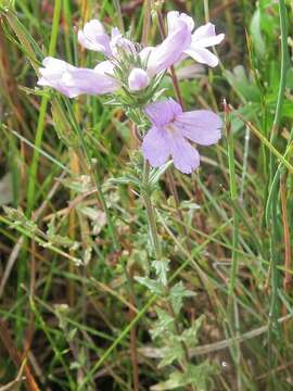 Image of Euphrasia caudata (J. H. Willis) W. R. Barker