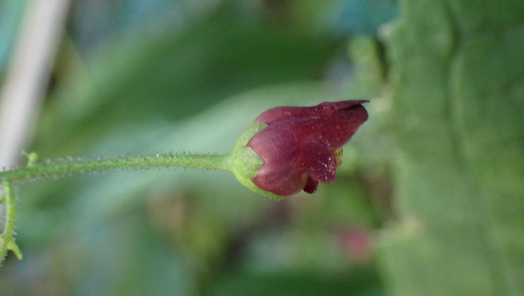 Image de Scrophularia yoshimurae T. Yamaz.