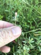 Plancia ëd Oenothera fruticosa L.