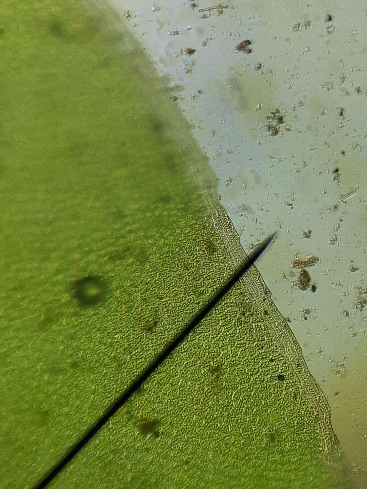 Image of plagiomnium moss