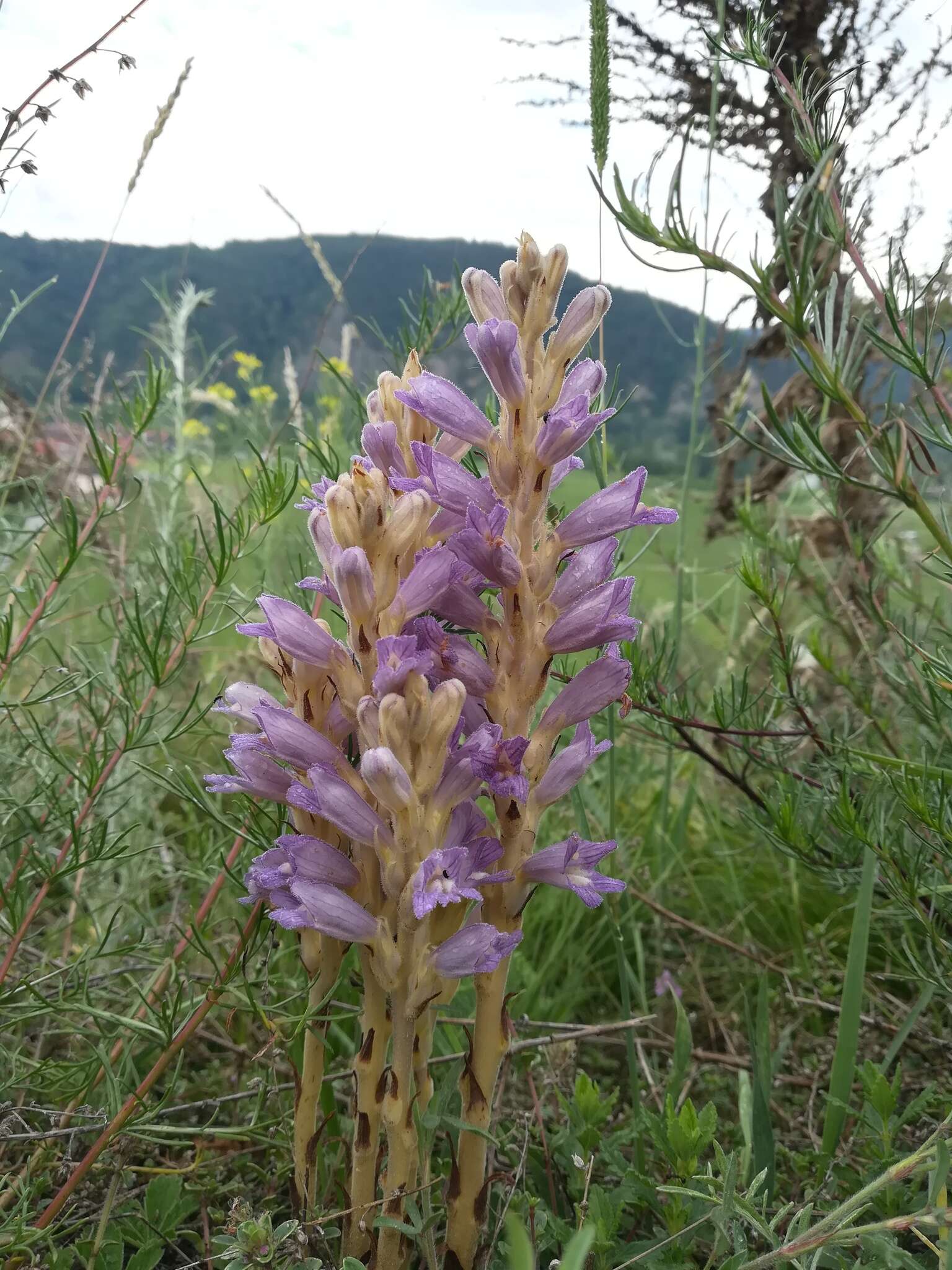 Image de Phelipanche arenaria (Borkh.) Pomel