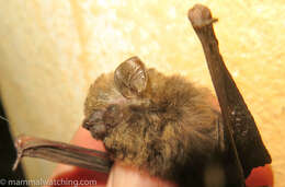 Image of Beatrix Butterfly Bat