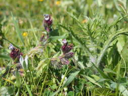 Image de Anchusella variegata (L.) M. Bigazzi, E. Nardi & F. Selvi