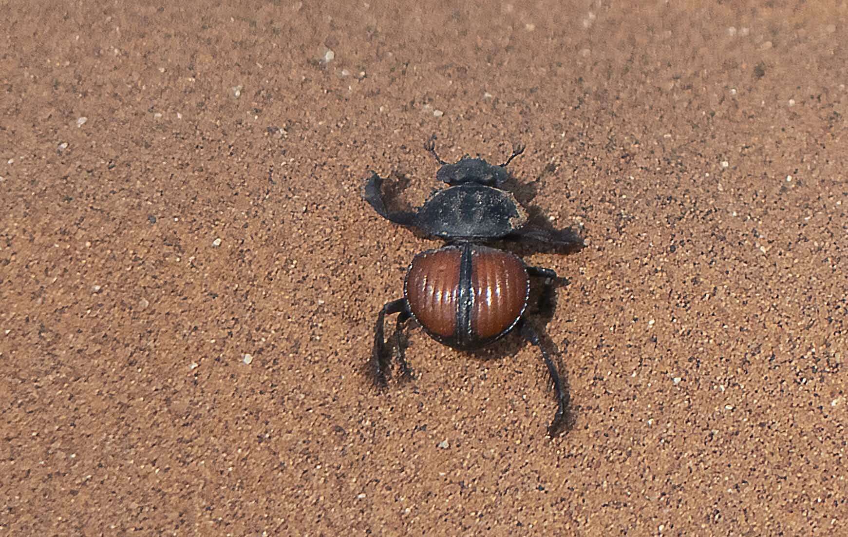 صورة Pachysoma denticolle Péringuey 1888