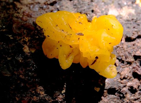 Image of <i>Dacrymyces palmatus</i>