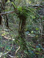 Image of Angraecum pusillum Lindl.