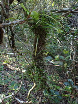 Image de Angraecum pusillum Lindl.