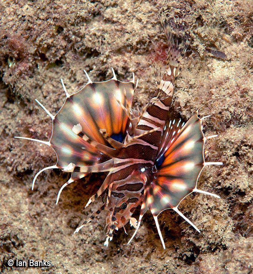 Dendrochirus zebra (Cuvier 1829) resmi