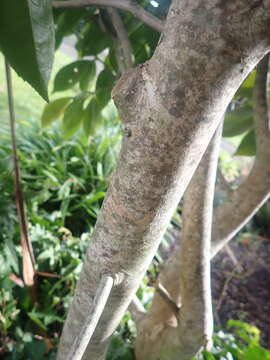 Camellia reticulata Lindl. resmi