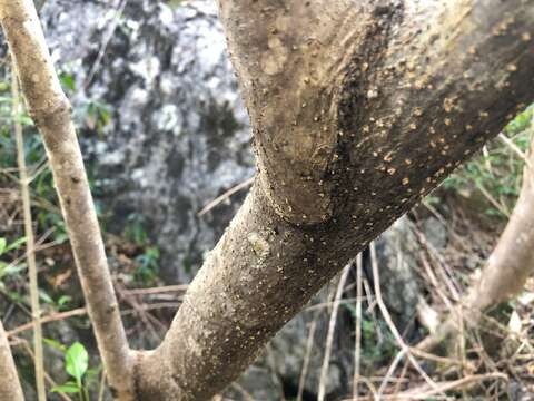 Image de Olea paniculata R. Br.