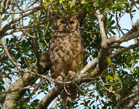 Image of <i>Bubo virginianus nacurutu</i> (Vieillot 1817)