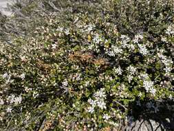 Image of Nematolepis ovatifolia (F. Müll.) Paul G. Wilson