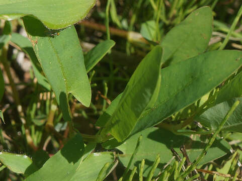 Image of Arrow-Leaf Tearthumb