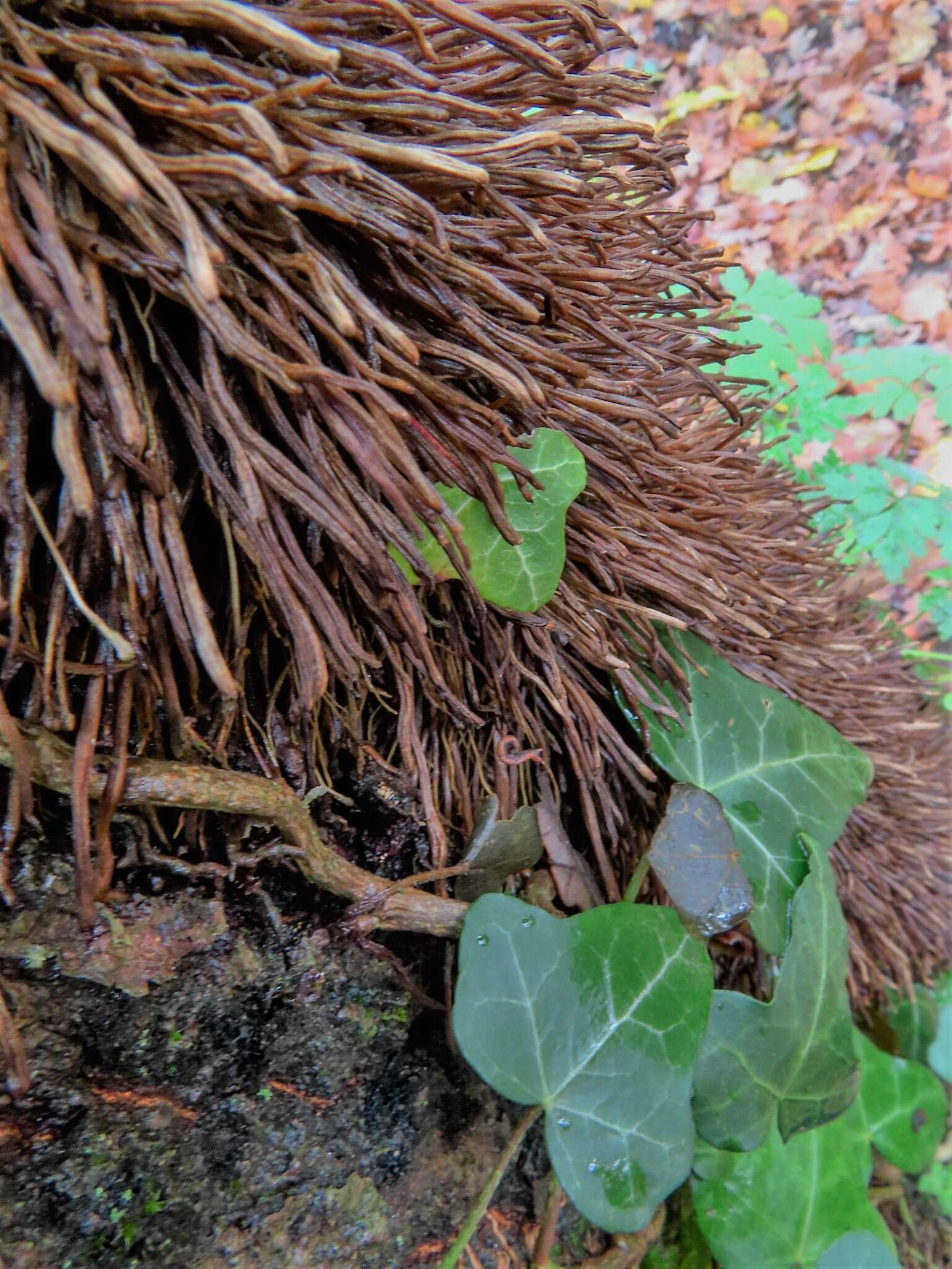 Imagem de Hedera helix f. helix