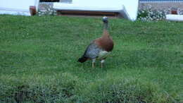 Image of Ashy-headed Goose