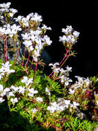 Sivun Saxifraga pedemontana subsp. cervicornis (Viv.) Engler kuva