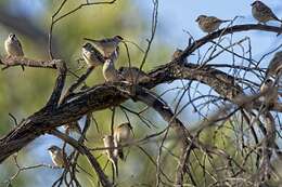 Image of Plum-headed Finch