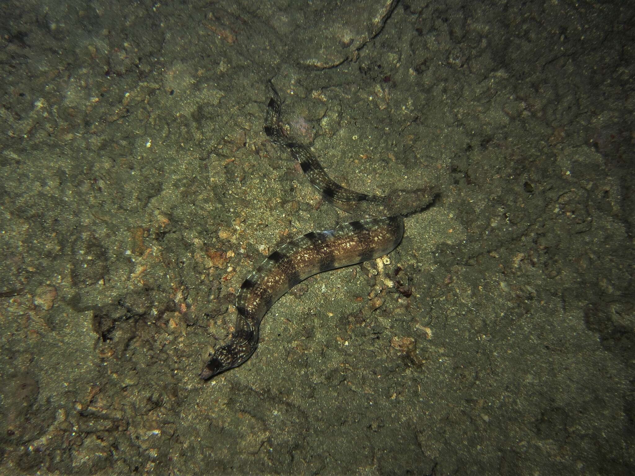 Image of Banded moray