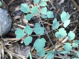 Image of Thalictrum hernandezii Tausch