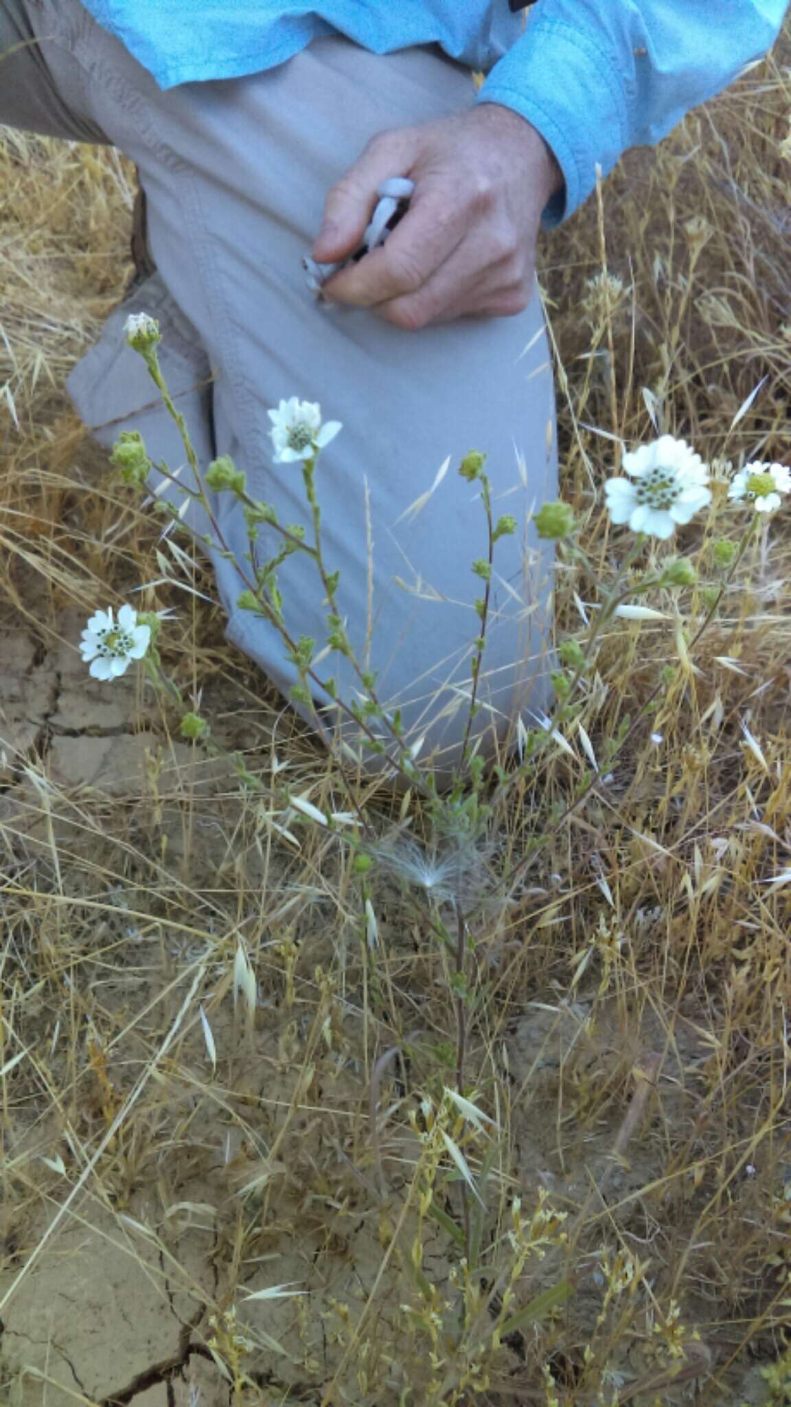 Image of hayfield tarweed