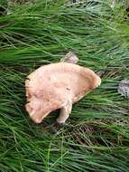 Image of Fenugreek milkcap