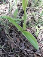 Image de Satyrium anomalum Schltr.