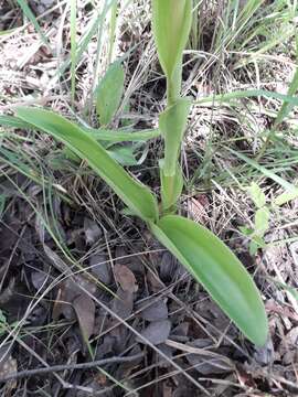 Image of Satyrium anomalum Schltr.