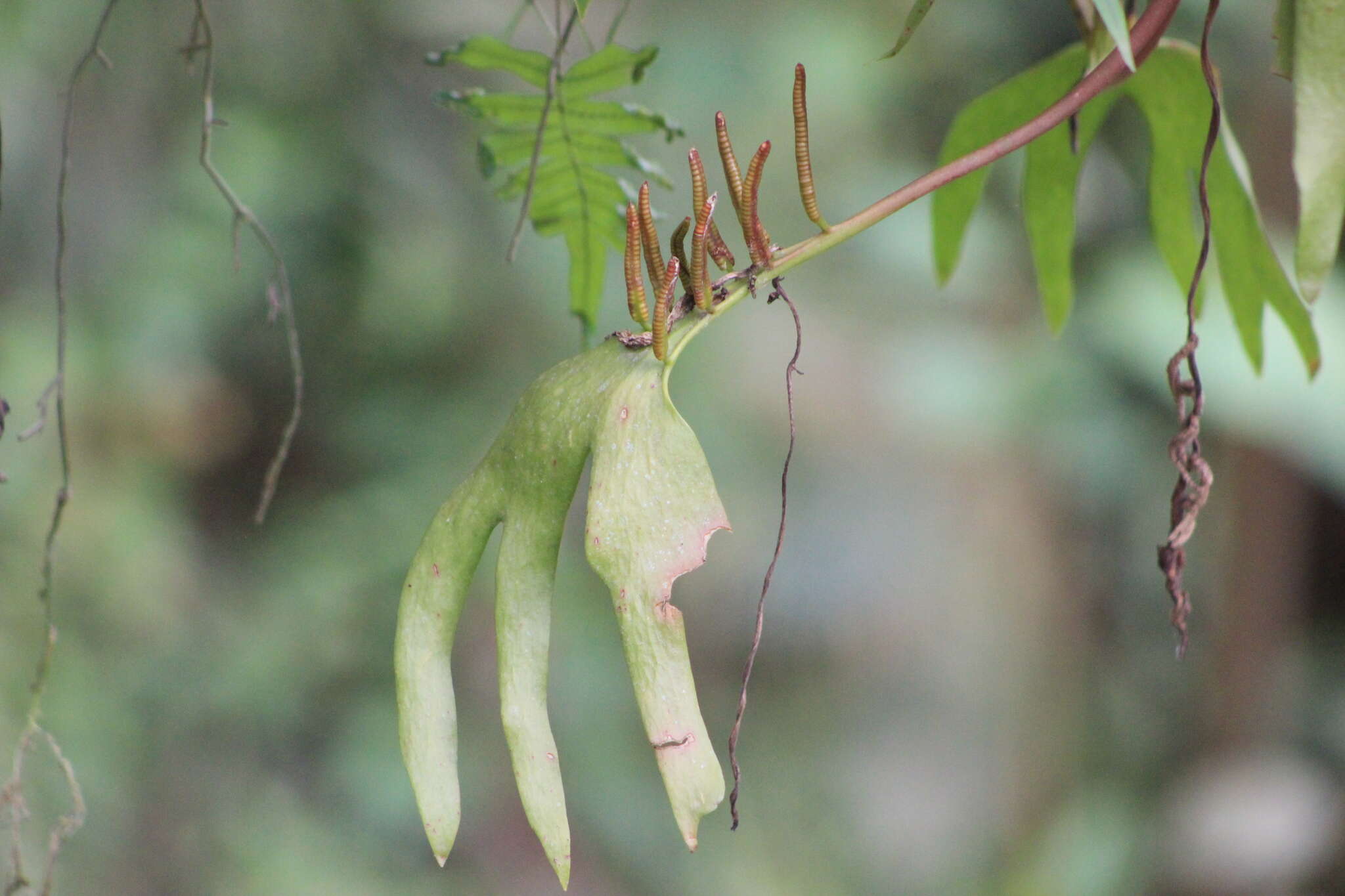 Image of cheiroglossa fern