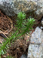 Image of western clubmoss