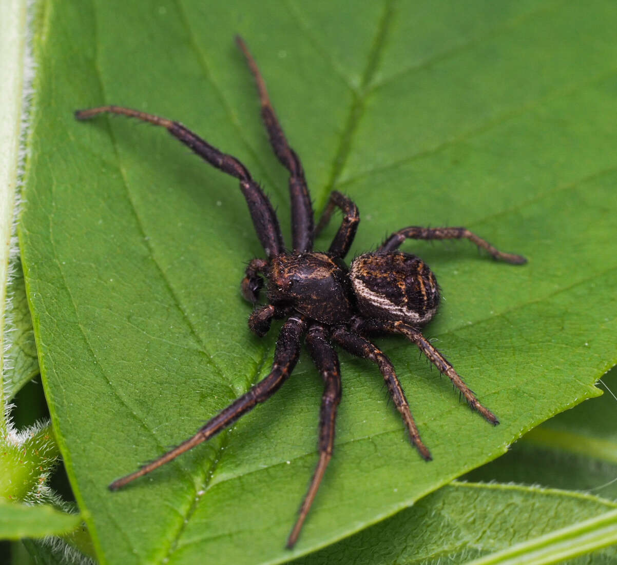 Image of Xysticus emertoni Keyserling 1880